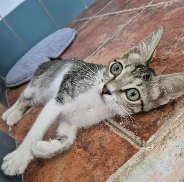 Canica, male puppy European Shorthair for adoption at Keywords
