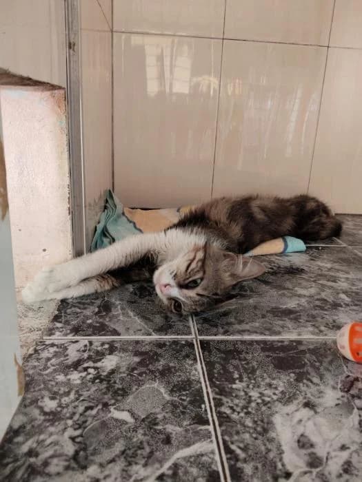 Kara, female puppy European Shorthair for adoption at Keywords