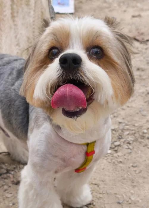 Baga, male puppy Mixed Breed for adoption at Keywords