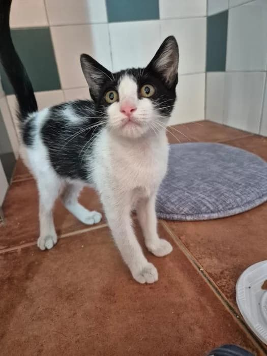 Minnie, female puppy European Shorthair for adoption at Keywords