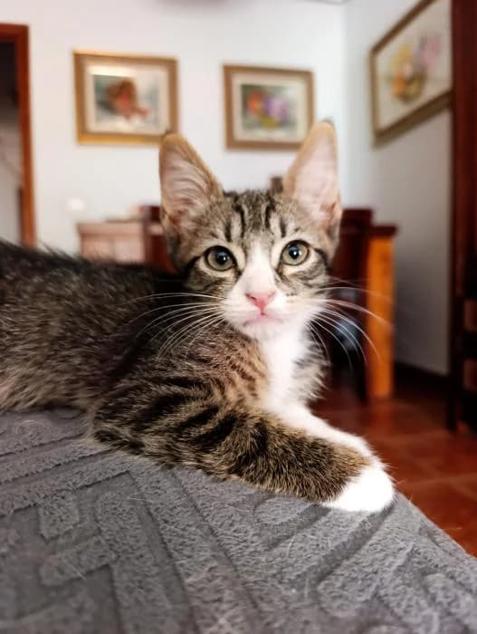 Robin, male puppy European Shorthair for adoption at Keywords