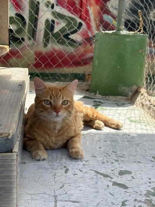 León, male puppy European Shorthair for adoption at Keywords
