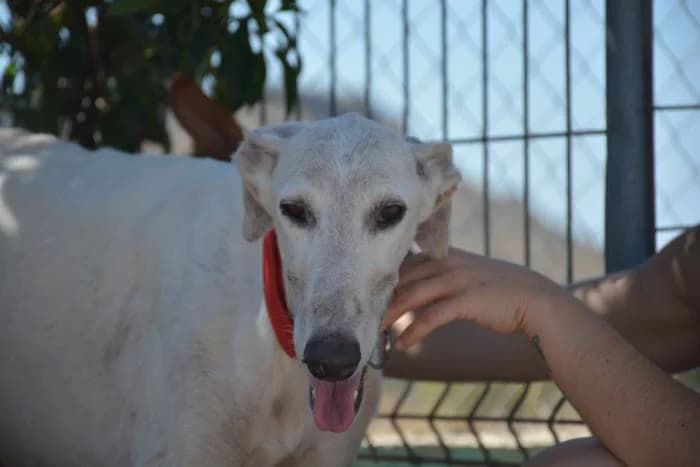 Kiko, male puppy Galgo Español for adoption at Keywords