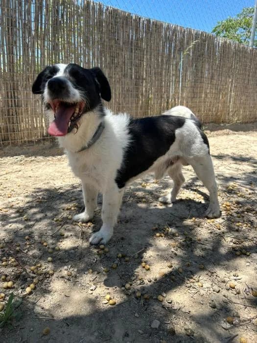 Jim Morrison, male puppy Mixed Breed for adoption at Keywords