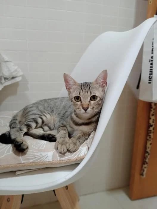 Bailey, female puppy European Shorthair for adoption at Keywords