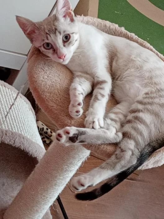 Babybel, female puppy European Shorthair for adoption at Keywords
