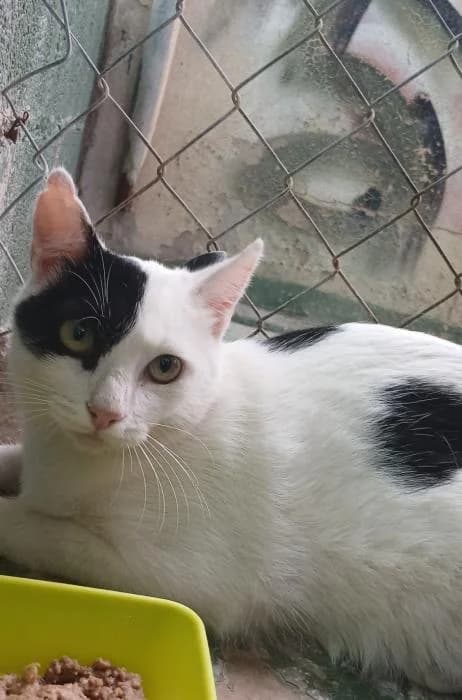 Pirata, male puppy European Shorthair for adoption at Keywords