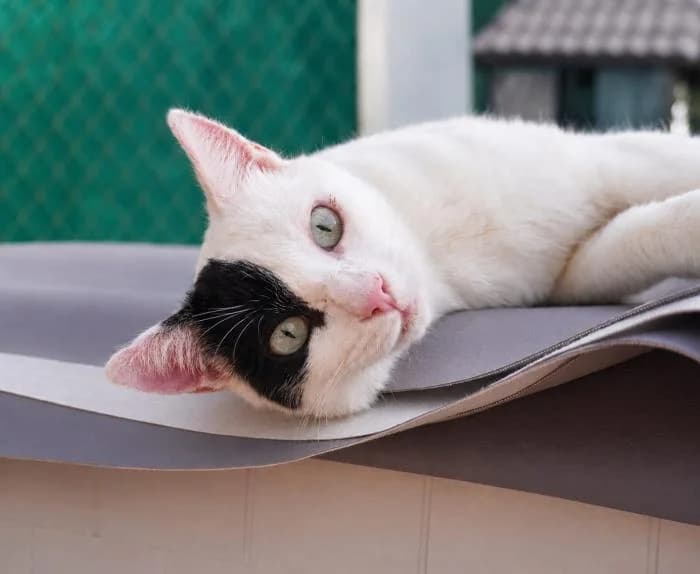 Pirata, male puppy European Shorthair for adoption at Keywords