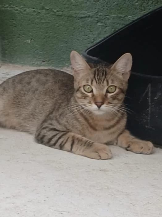 Utah, male puppy European Shorthair for adoption at Keywords