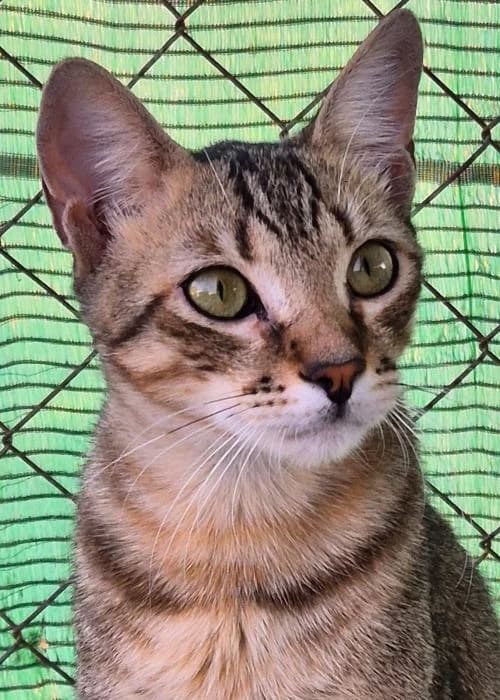 Unay, male puppy European Shorthair for adoption at Keywords