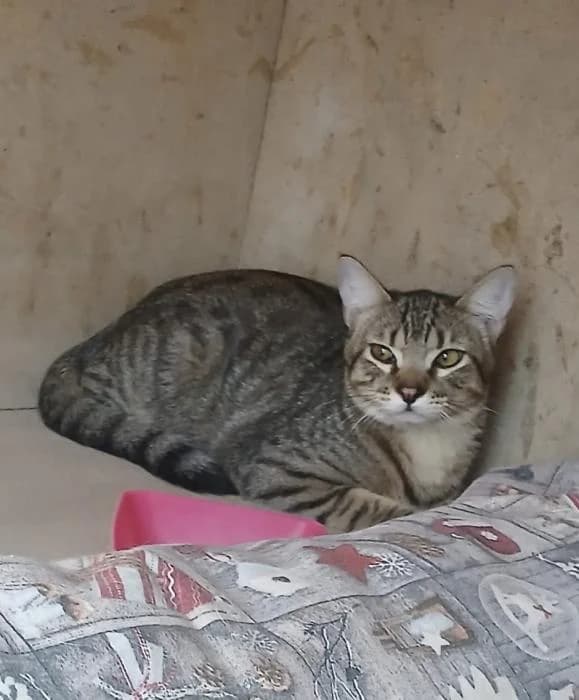 Uma, female puppy European Shorthair for adoption at Keywords