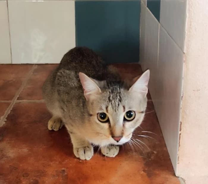 Unay, male puppy European Shorthair for adoption at Keywords