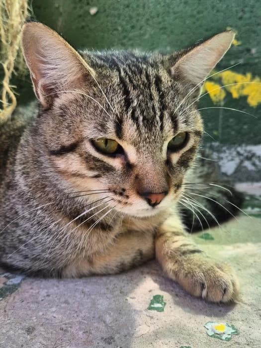 Utah, male puppy European Shorthair for adoption at Keywords