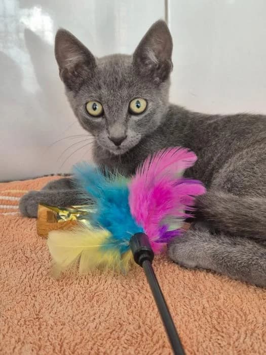 Leal, male puppy Russian Blue for adoption at Keywords