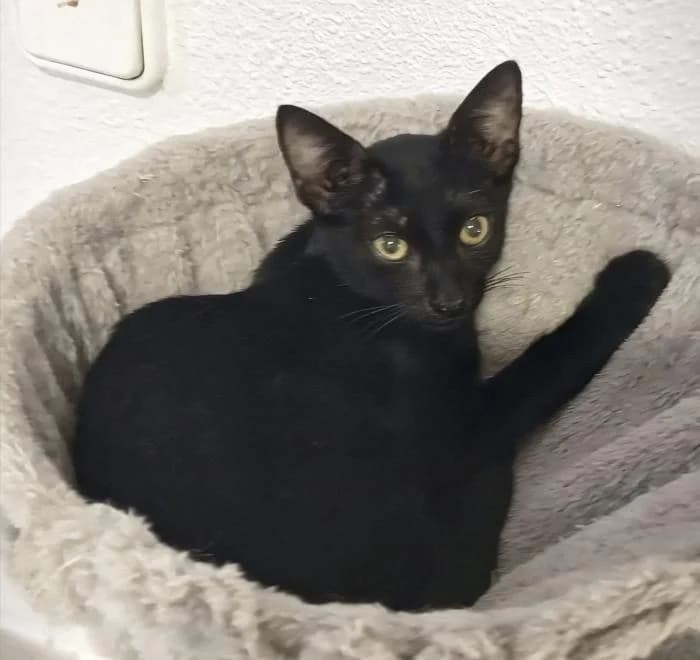 Kinder, male puppy European Shorthair for adoption at Keywords