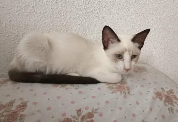 Shadow, female puppy European Shorthair for adoption at Keywords