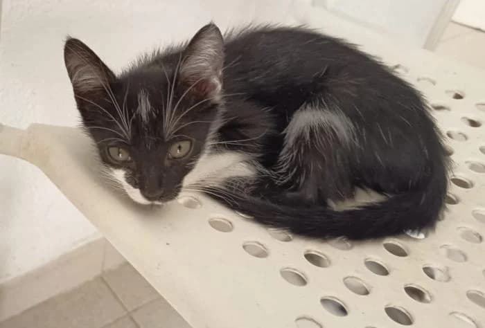 Soja, male puppy European Shorthair for adoption at Keywords