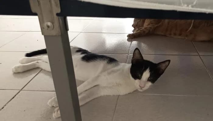 Sky, male puppy European Shorthair for adoption at Keywords