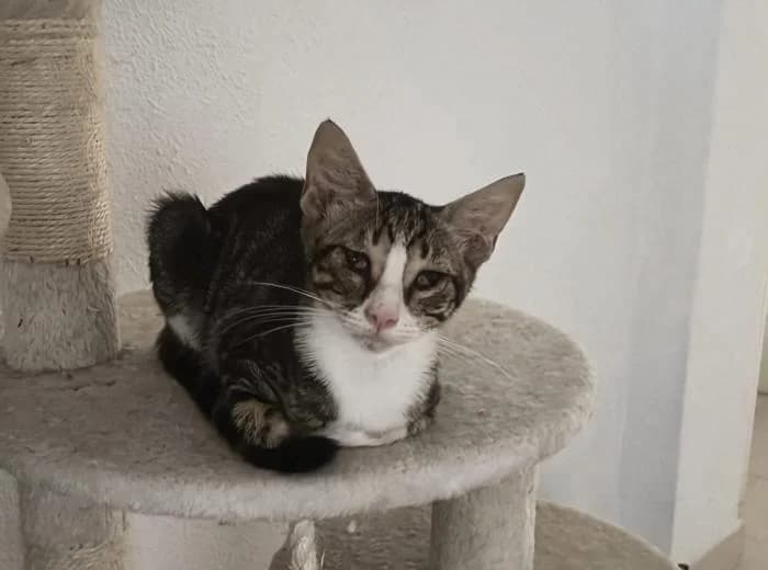 Snow, male puppy European Shorthair for adoption at Keywords