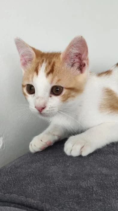 Ferrero, male puppy European Shorthair for adoption at Keywords