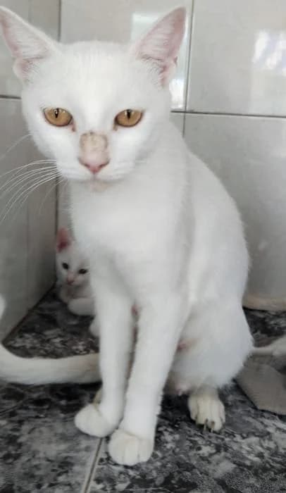 Dafne, female puppy European Shorthair for adoption at Keywords