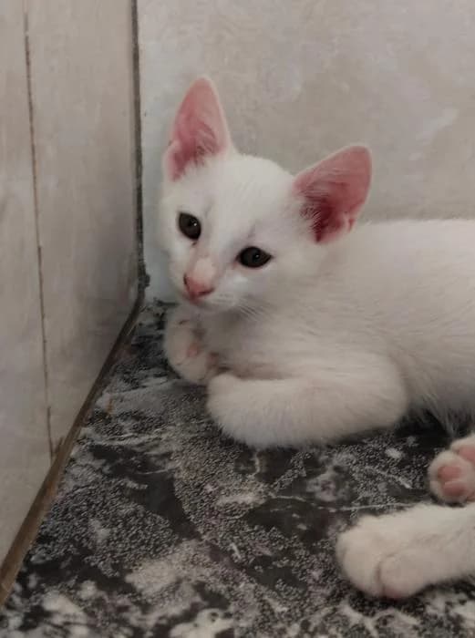 Derek, male puppy European Shorthair for adoption at Keywords
