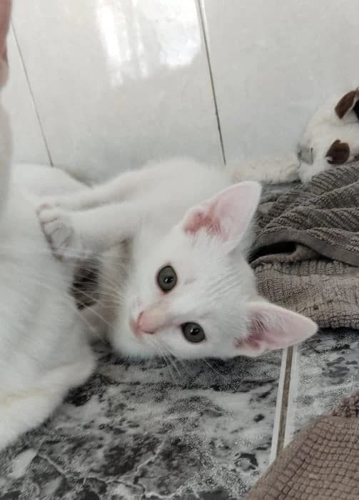 Dixie, male puppy European Shorthair for adoption at Keywords