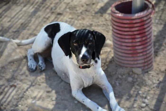Lola, female puppy Mixed Breed for adoption at Keywords