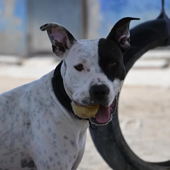 Alek, male puppy Mixed Breed for adoption at Keywords