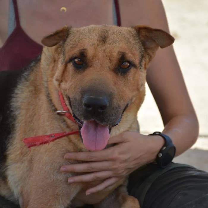 Luna, female puppy Mixed Breed for adoption at Keywords
