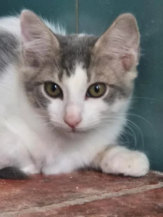 Snoopy, male puppy European Shorthair for adoption at Keywords