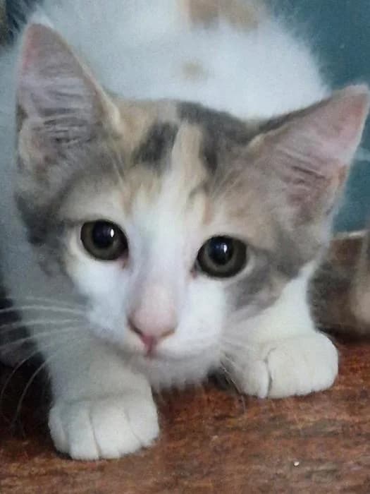 Samira, female puppy European Shorthair for adoption at Keywords