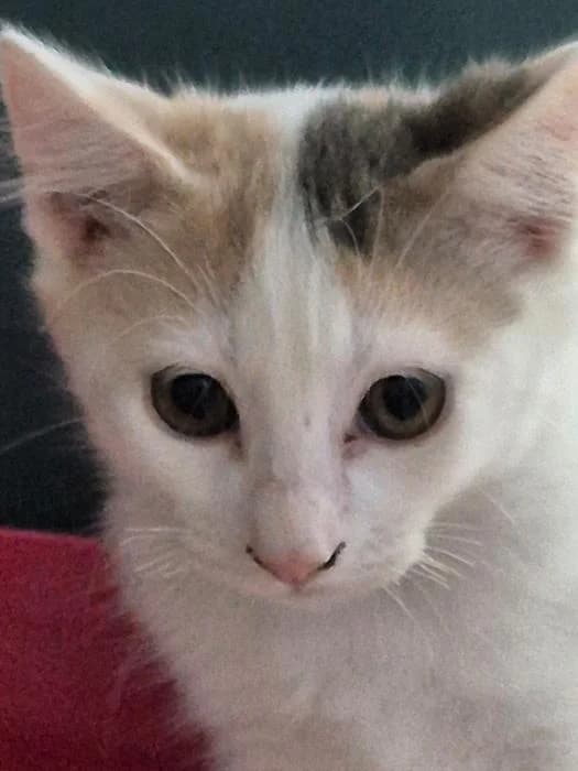 Sansa, female puppy European Shorthair for adoption at Keywords