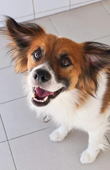 Paquito, male puppy Mixed Breed for adoption at Keywords