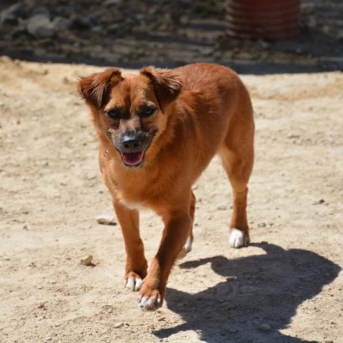 Canela, female puppy Mixed Breed for adoption at Keywords