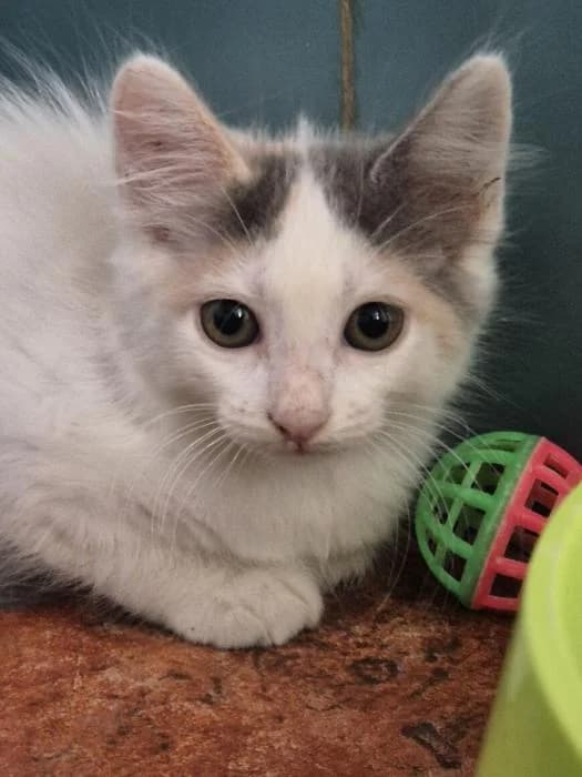 Sonia, female puppy European Shorthair for adoption at Keywords