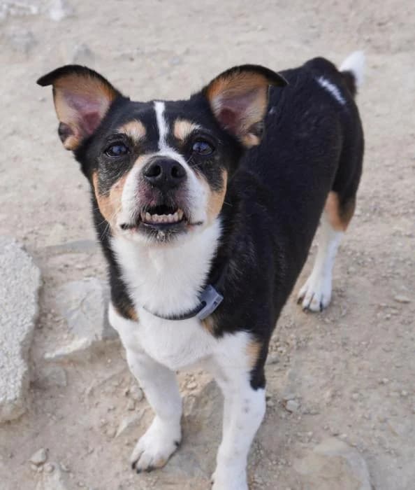Jake, male puppy Mixed Breed for adoption at Keywords