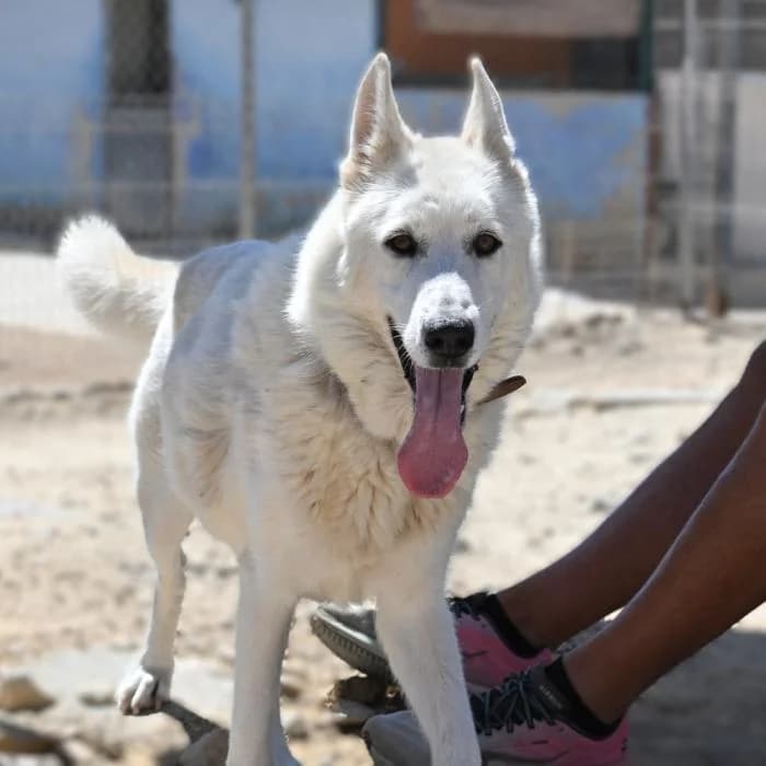 Kuki, female puppy Mixed Breed for adoption at Keywords