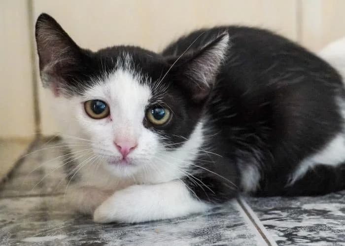 Dana, female puppy European Shorthair for adoption at Keywords