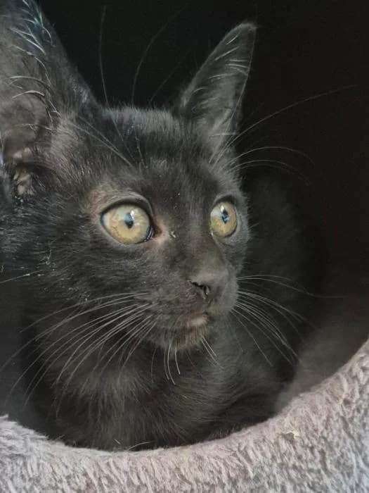Bela, female puppy European Shorthair for adoption at Keywords