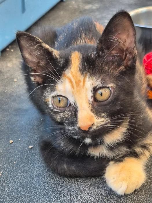 Brenda, female puppy European Shorthair for adoption at Keywords