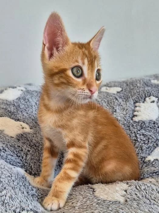 Kevin, male puppy European Shorthair for adoption at Keywords