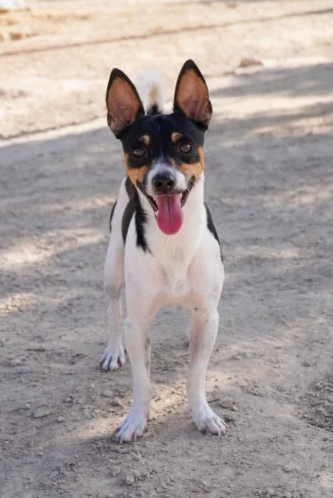Goku, male puppy Mixed Breed for adoption at Keywords