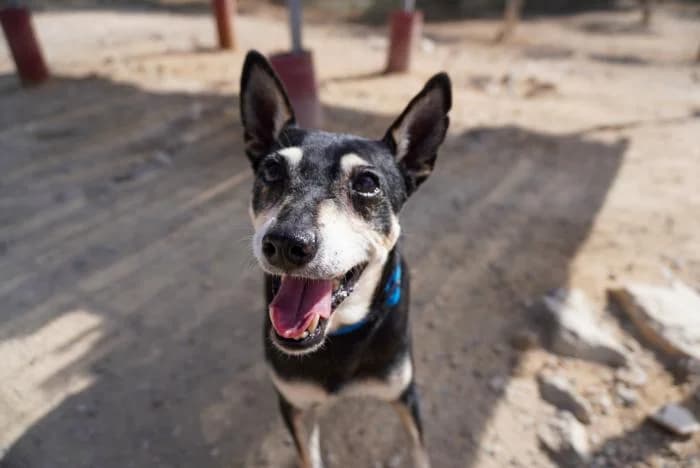 Lulo, male puppy Mixed Breed for adoption at Keywords