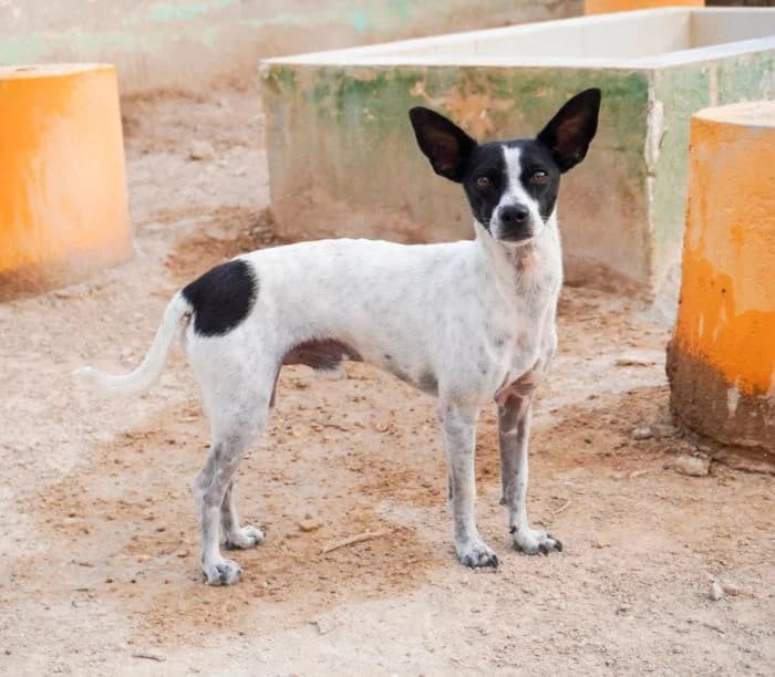 Gohan, male puppy Mixed Breed for adoption at Keywords