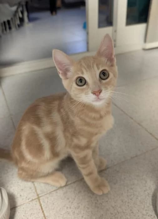 Dumas, male puppy European Shorthair for adoption at Keywords