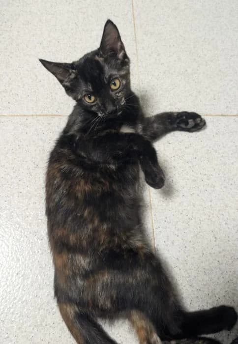 Diana, female puppy European Shorthair for adoption at Keywords