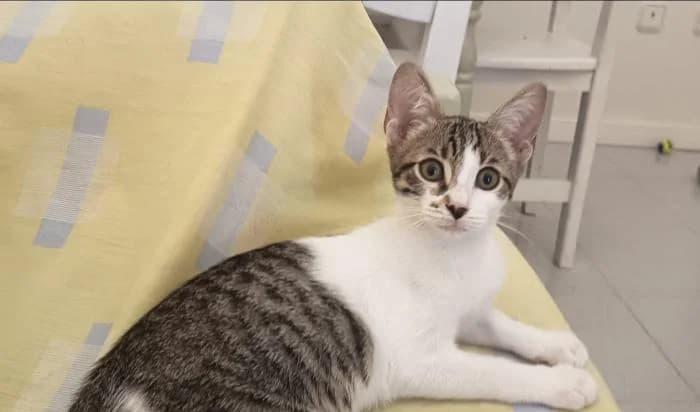 Dante, female puppy European Shorthair for adoption at Keywords