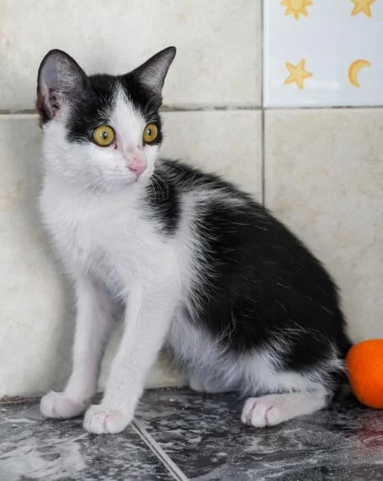 Telma, female puppy European Shorthair for adoption at Keywords