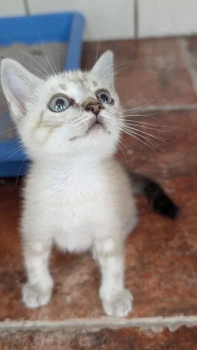 Pin, female puppy European Shorthair for adoption at Keywords